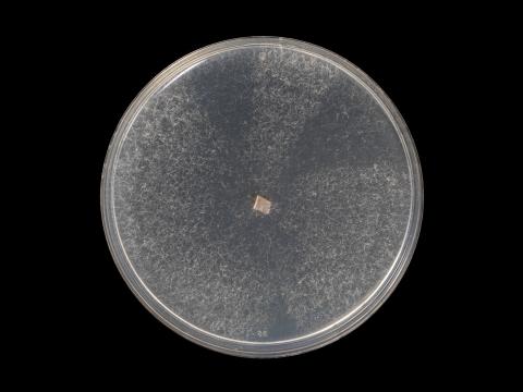 Fusarium_oxysporum_15