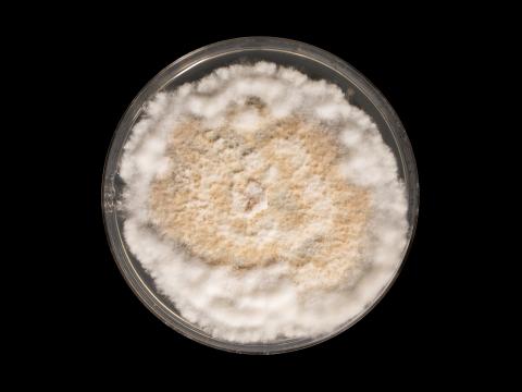 Neopestalotiopsis_sp_4