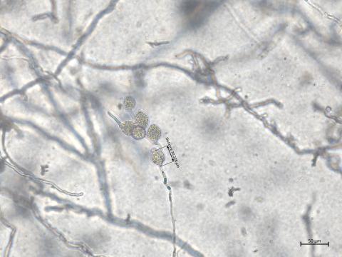 Phytophthora_cactorum_3