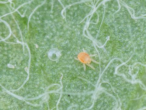 Tétranyque à deux points (Tetranychus urticae)