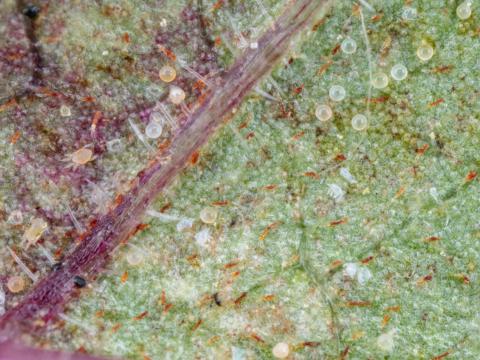 Tétranyque à deux points (Tetranychus urticae)