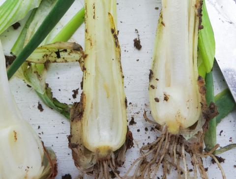 Mineuse du poireau (Phytomyza gymnostoma)