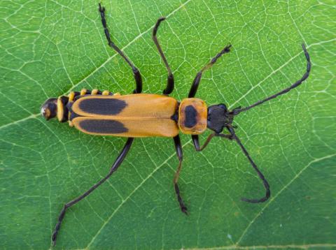 Cantharide de Pennsylvanie (Chauliognathus pensylvanicus )
