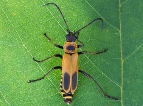 Cantharide de Pennsylvanie (Chauliognathus pensylvanicus )