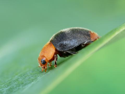 Cryptolaemus montrouzieri