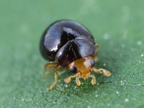 Delphastus catalinae