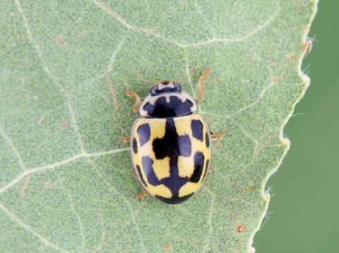 Coccinelle à quatorze points (Propylea quatuordecimpunctata)