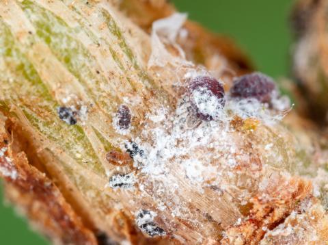 Puceron lanigère du sapin (Adelges piceae)