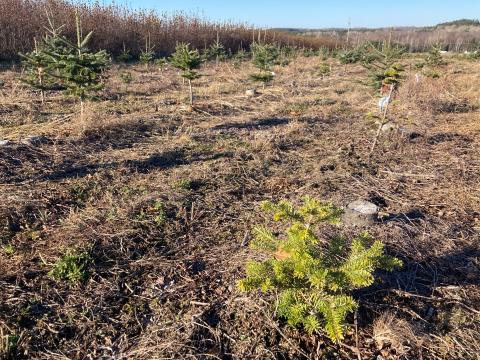 Puceron des racines du sapin baumier (Prociphilus americanus)