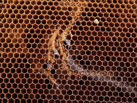 Petite fausse-teigne (Achroia grisella)