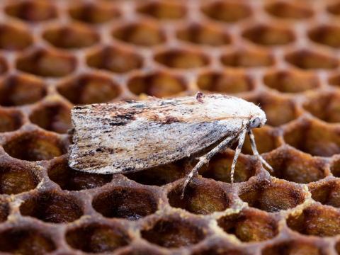 Fausse-teigne de la cire (Galleria mellonella)