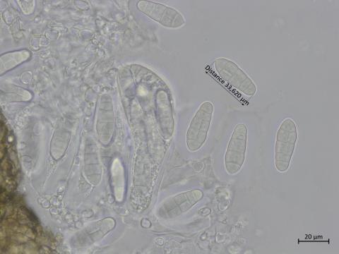 Leptosphaerulina sp. 