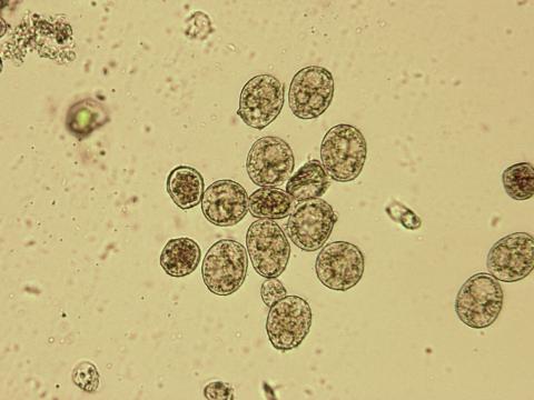 Nahidemyces sp. 