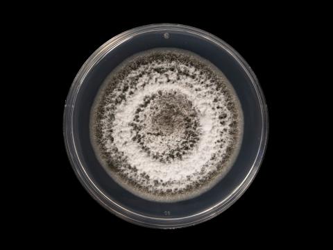  Alternaria_alternata_4 