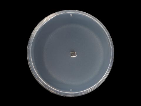  Alternaria_alternata_7