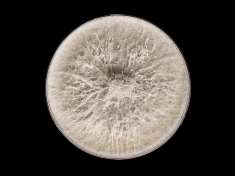 Botryosphaeria_dothidea_5