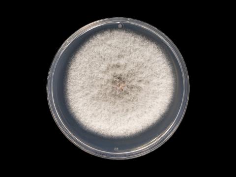 Colletotrichum_siamense_6
