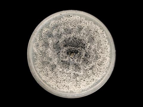 Coniella_diplodiella_7