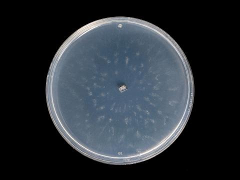 Coniella_diplodiella_10