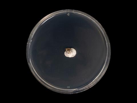 Diplocarpon_fragariae_3