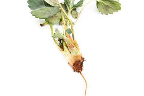 Colletotrichum siamense