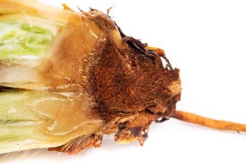 Colletotrichum siamense