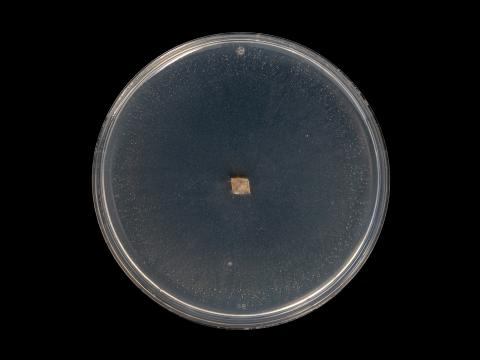 Fusarium_sambucinum_5