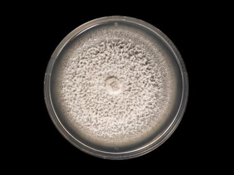 Ilyonectria_liriodendri_6