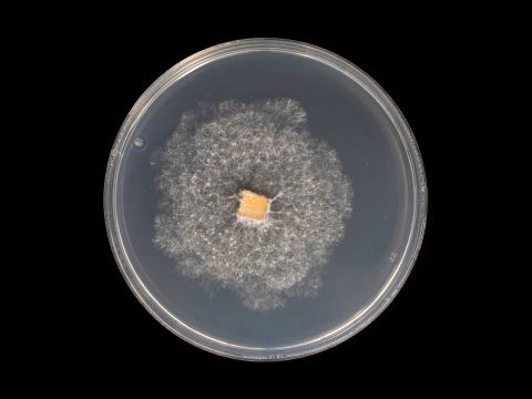 Neopestalotiopsis_sp_7