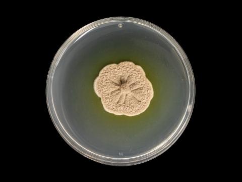 Phaeoacremonium_minimum_3