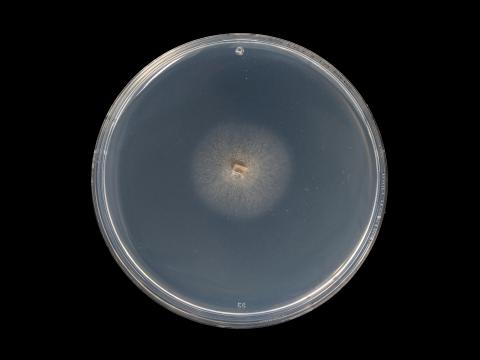 Phaeoacremonium_minimum_5