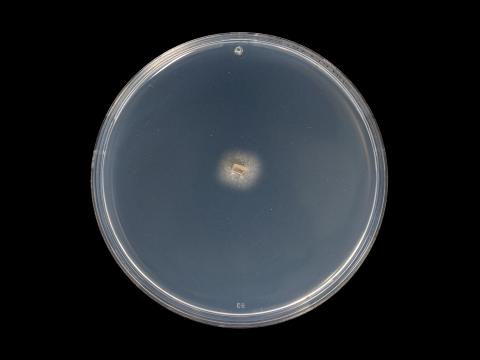 Phaeoacremonium_minimum_4