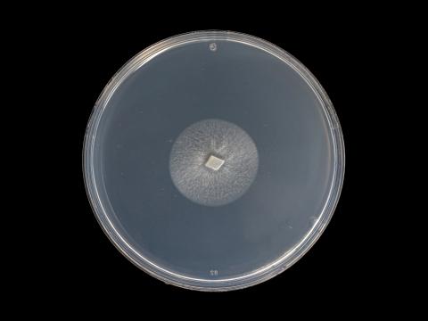 Verticillium_alboatrum_4