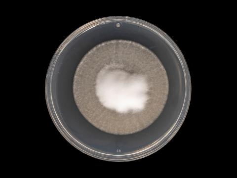 Verticillium_dahliae_6