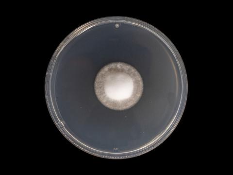Verticillium_dahliae_5
