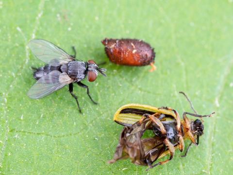Celatoria setosa