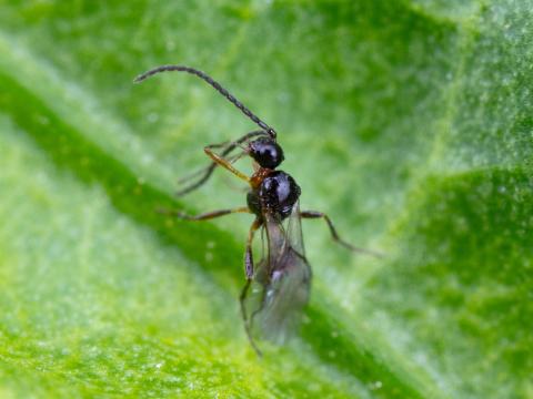 Aphidius colemani