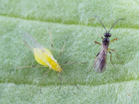 Aphidius ervi