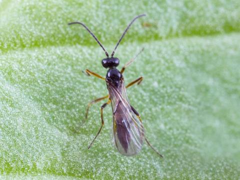 Aphidius ervi
