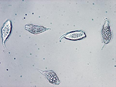 Uredinopsis sp. 