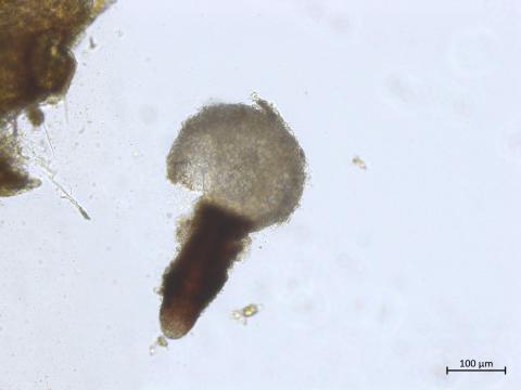 Diaporthe_sp_2
