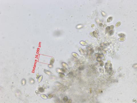 Diplodia_bulgarica_1