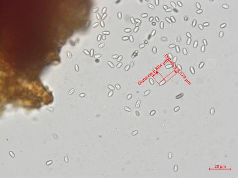 Elsinoe_ampelina_9