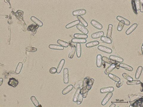 Erysiphe_sp_2
