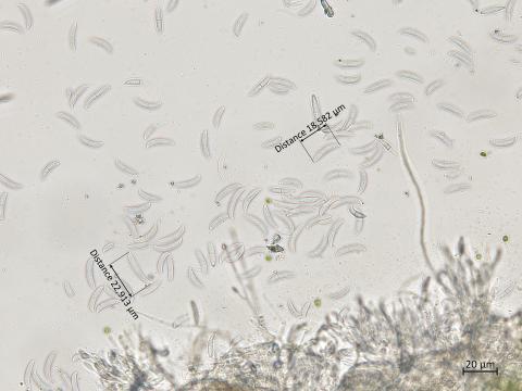Fusarium_graminearum_3