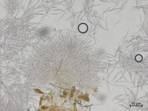 Fusarium_sp_1