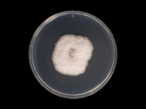 Neocosmospora_phaseoli_1