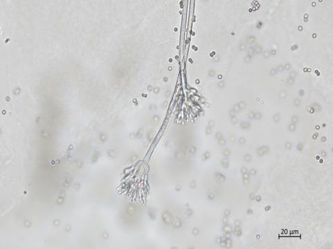 Penicillium_sp_2