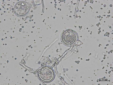 Phytophthora_cactorum_11