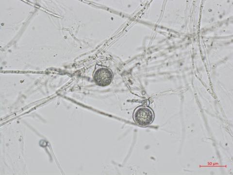 Phytophthora_sojae_1